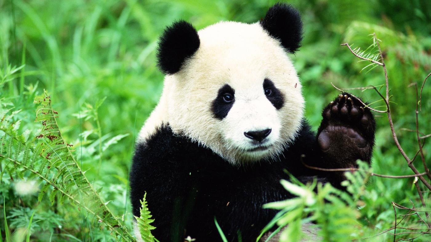¿por Qué Los Pandas Al Ser Carnívoros Comen Solo Bambú Culturizando