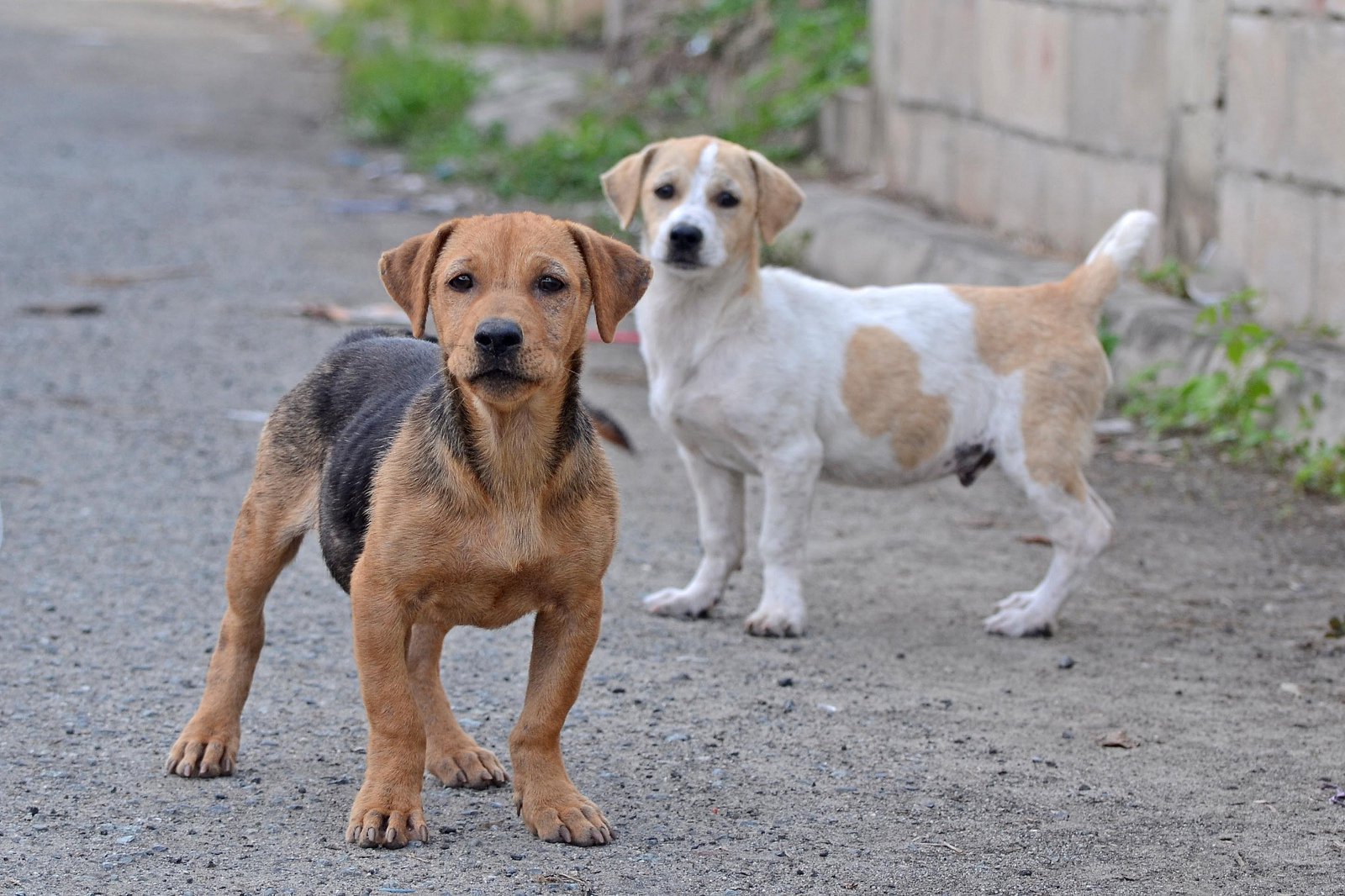 57% de los chilenos está de acuerdo con controlar situación de perros ...