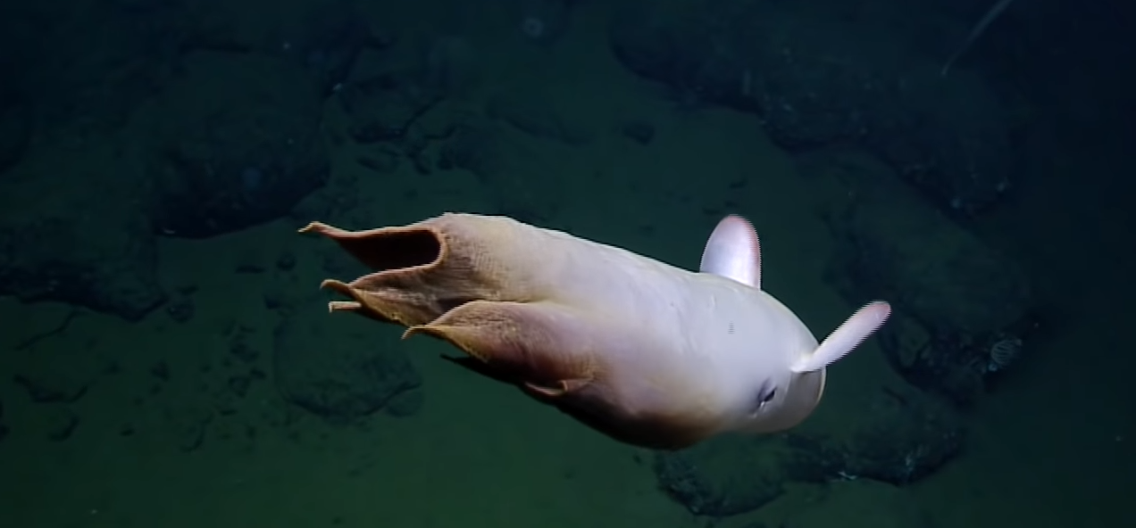 Increible Registro De Pulpo Dumbo Frente A Las Costas De California