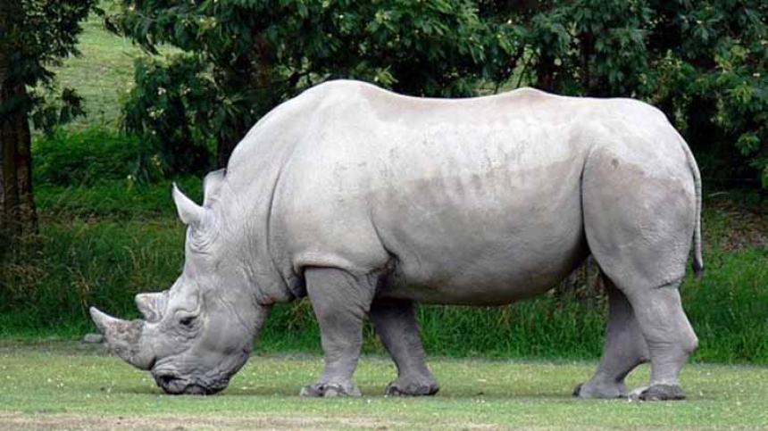 Mira Al Primer Rinoceronte Blanco Nacido En Latinoamérica En Pandemia