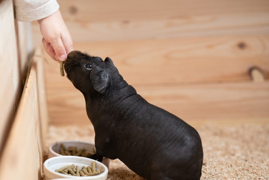 skinny pigs