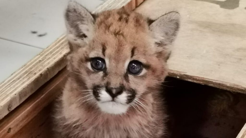 puma zoológico