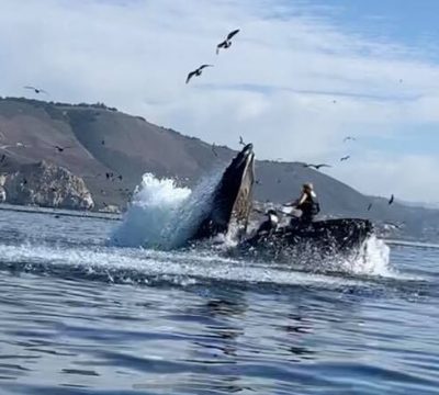 Terrorifica Situacion Ballena Casi Se Traga A Kayakistas Rock Pop