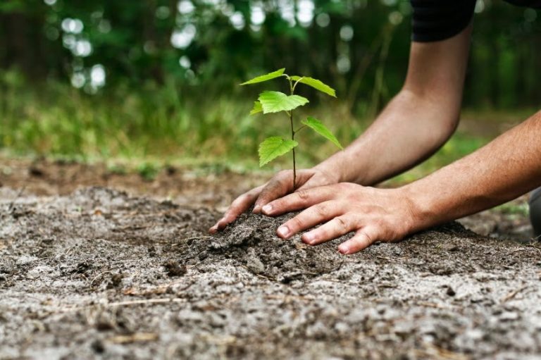 Conoce la historia de Piplantri, la aldea que planta 111 árboles por cada  niña nacida