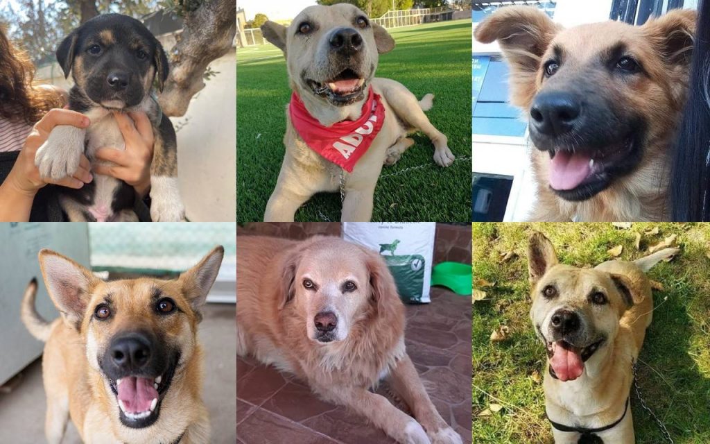 adopcion perros organizaciones fundaciones adoptar donar corporaciones socio hazte contribuye contribuir gatos animales