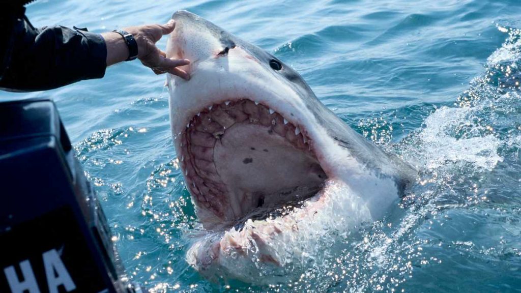 Tiburon Blanco Australia