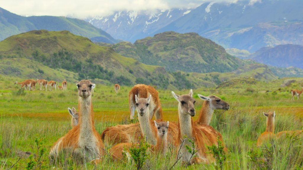 portada patagonia