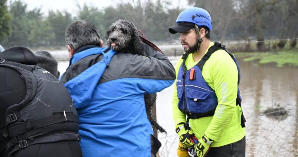 Ayuda animales inundaciones foto COLMEVET