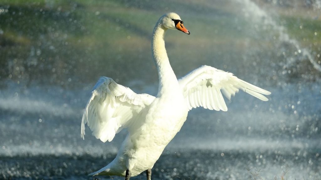 Cisnes