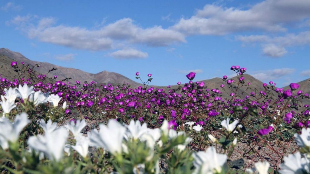 parque nacional desierto florido