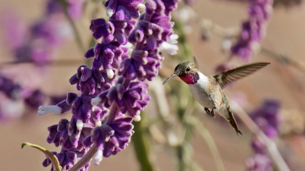 conservación de aves