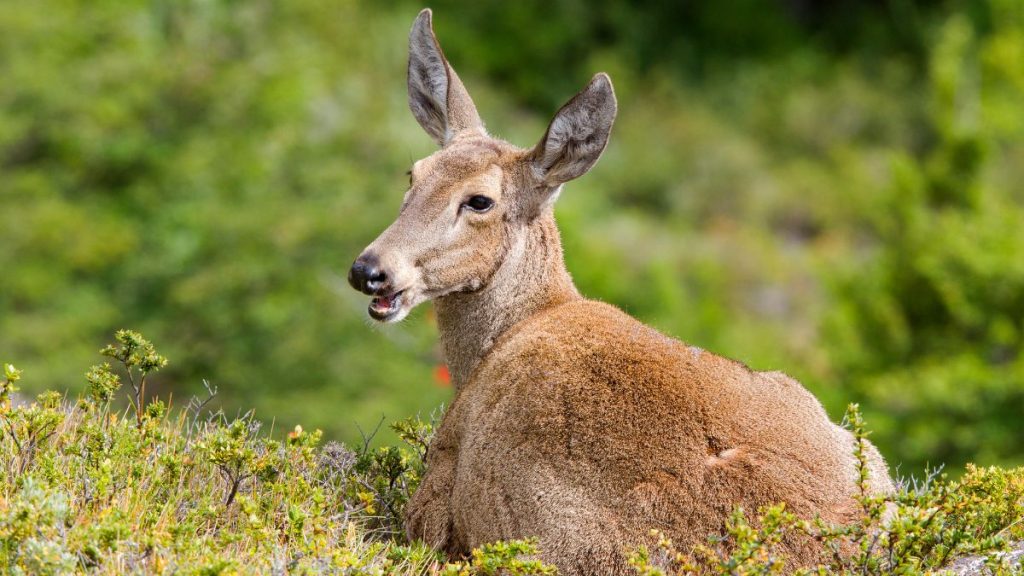 Día del Huemul