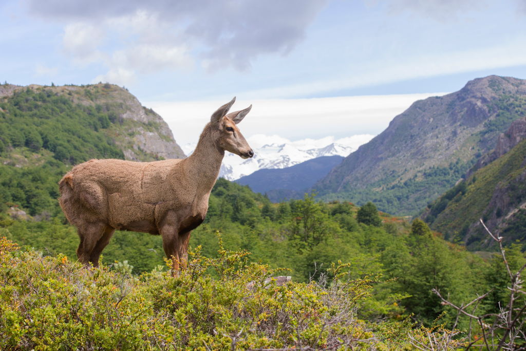 Huemul en Torres del Paine