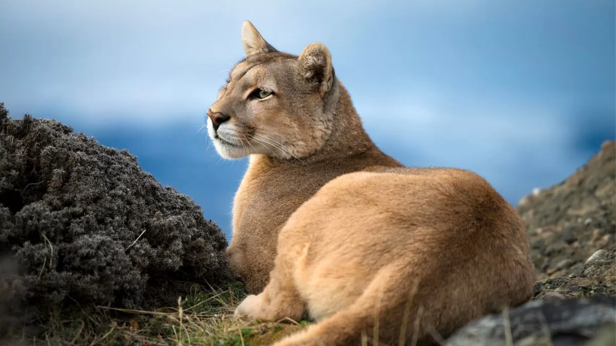 ¡Impresionante!: El viral registro de un puma nadando en el sur de ...