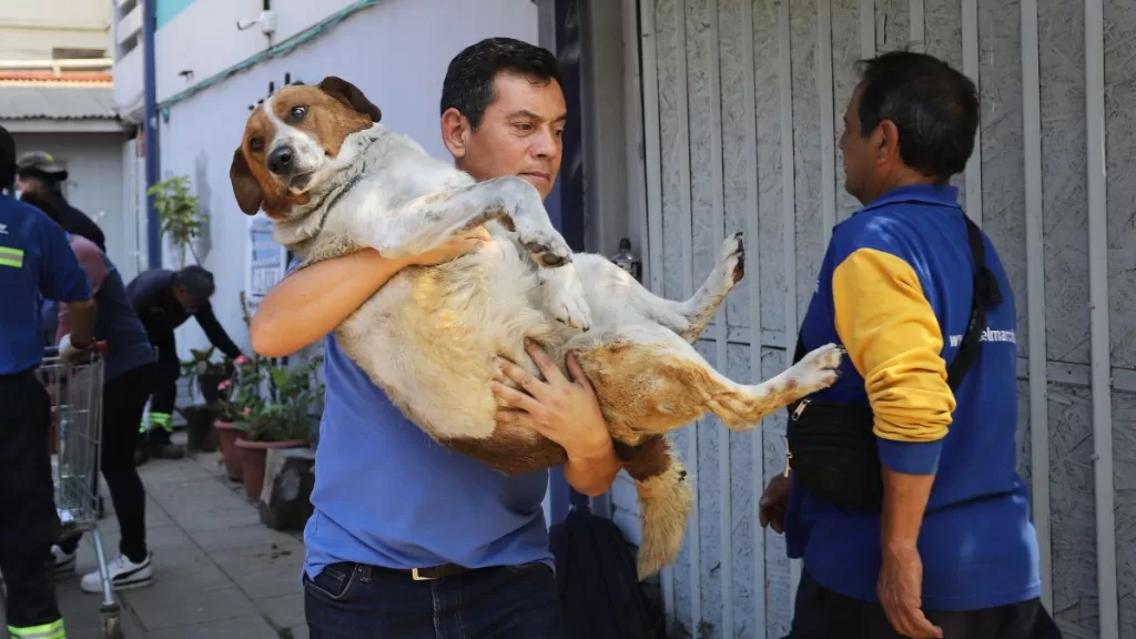 incendios Mascotas veterinaria animales A_UNO_1545278 web