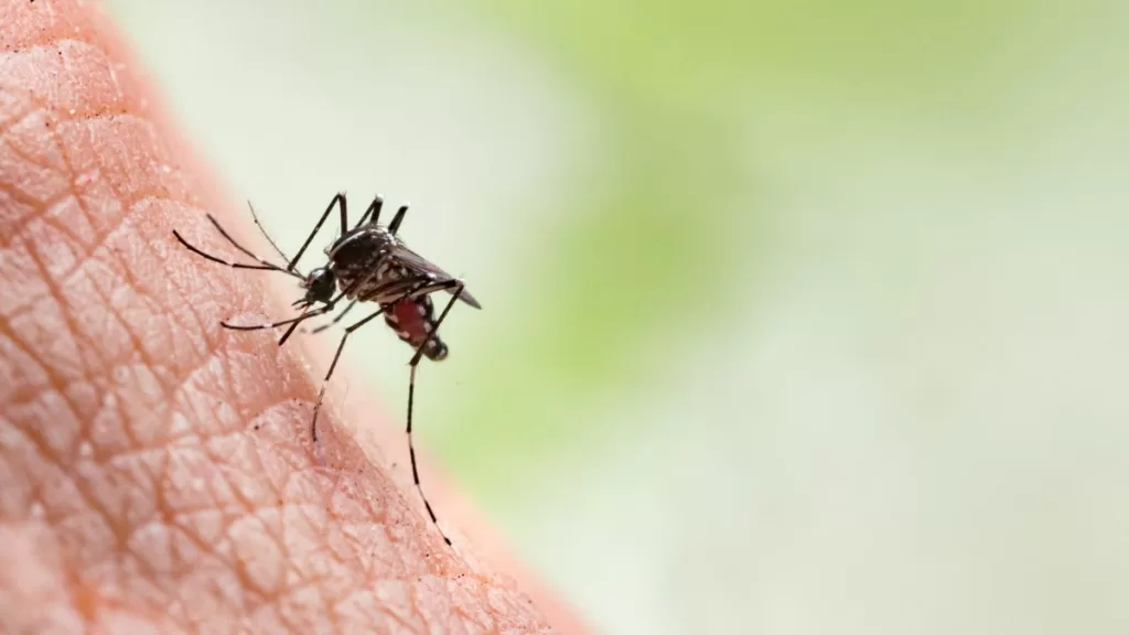 Dengue en Chile GettyImages-831023822 web