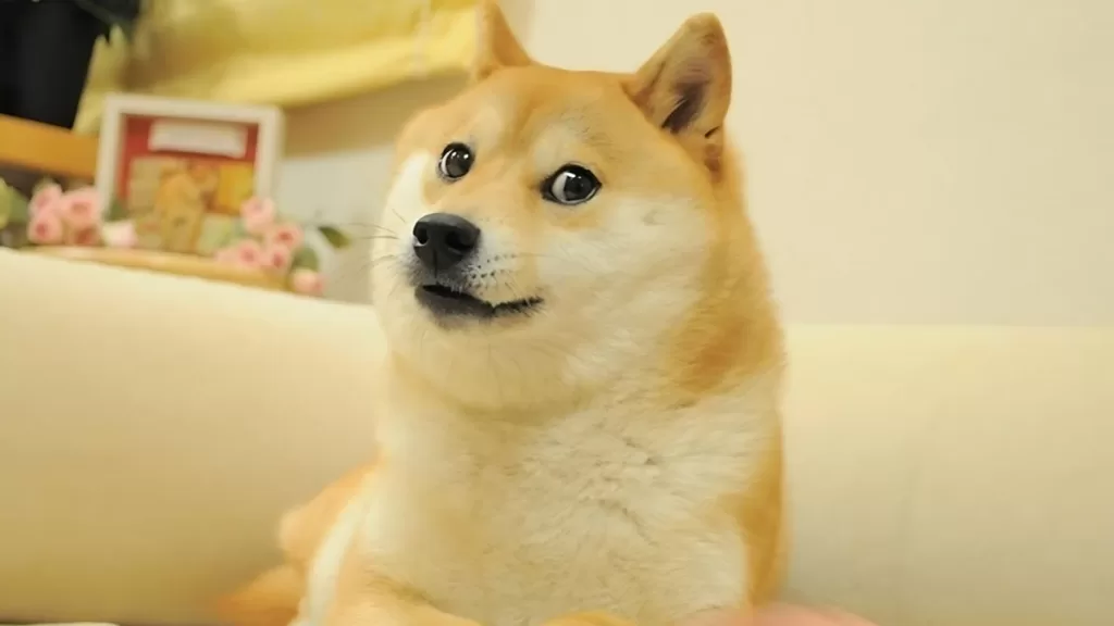 Doge meme