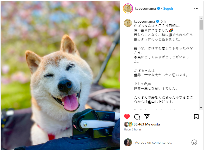 Foto de Kabosu la perrita del meme Doge
