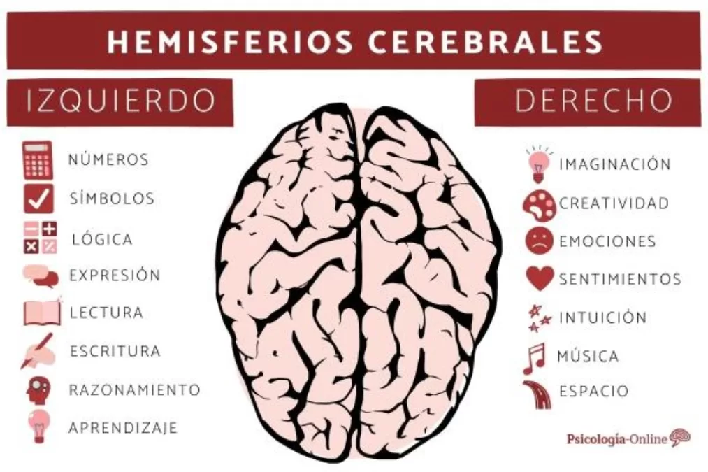 Los zurdos utilizan más el hemisferio derecho del cerebro