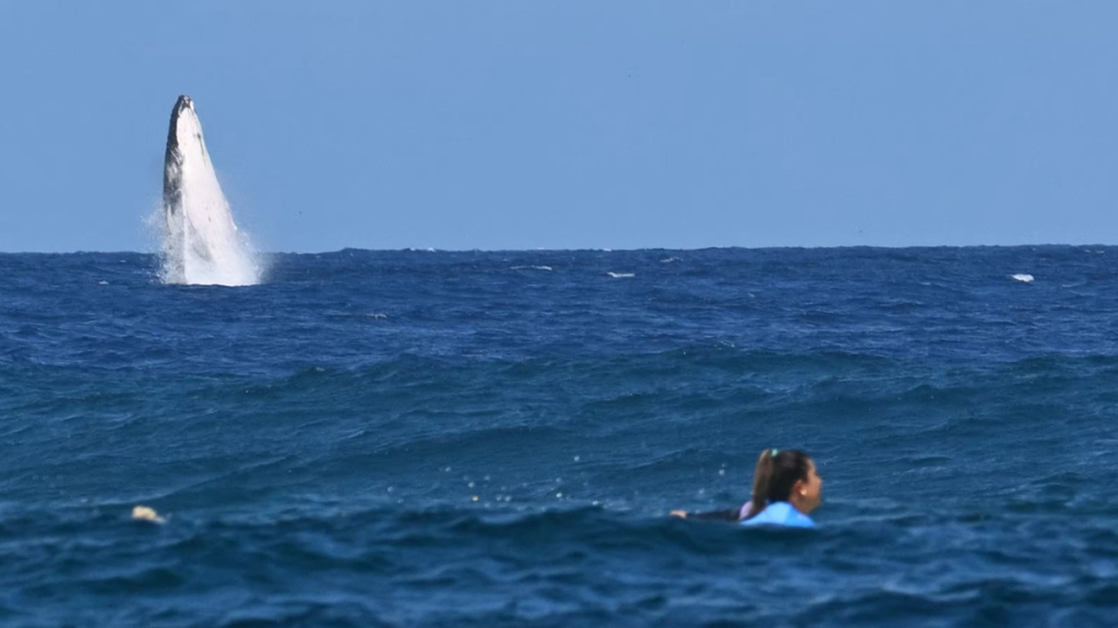 avistamiento de ballenas en semifinal de surf paris 2024