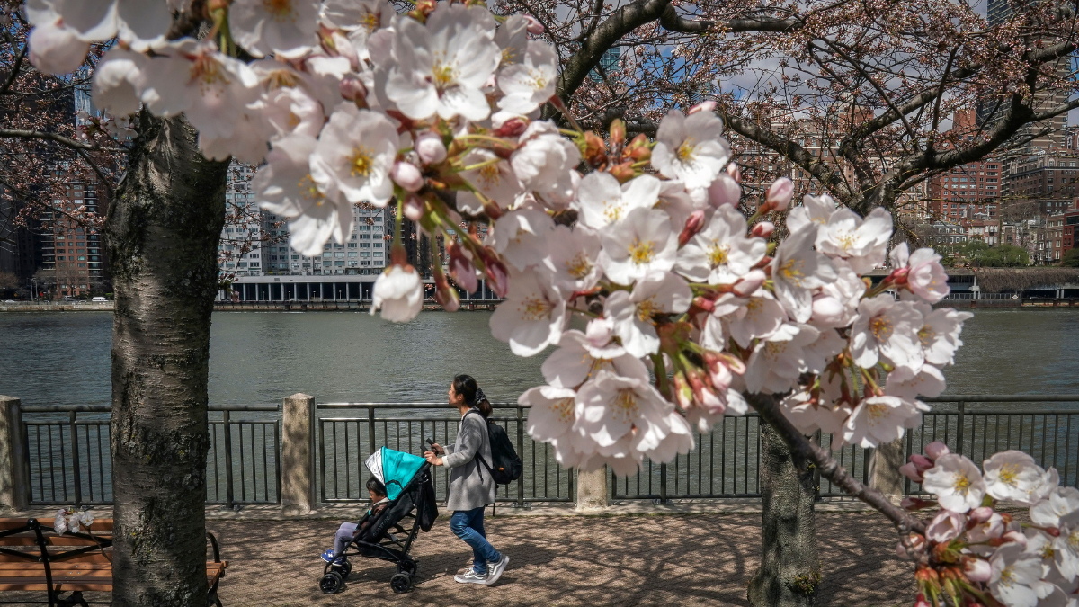 primavera