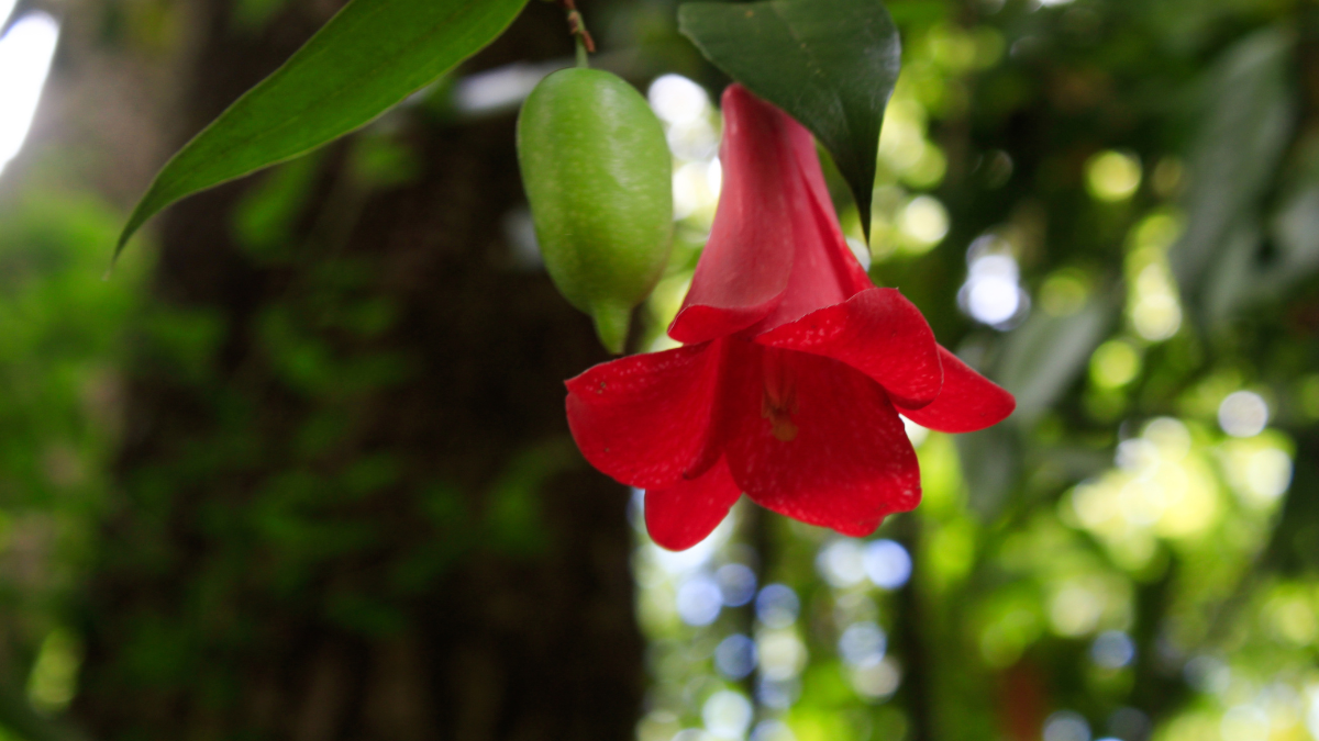 copihue