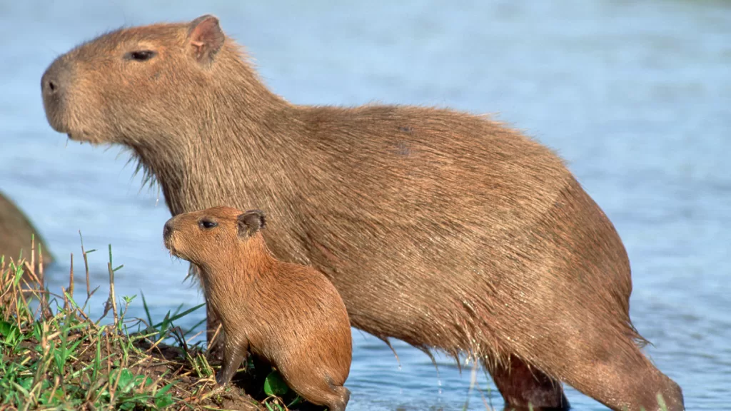 capibaras