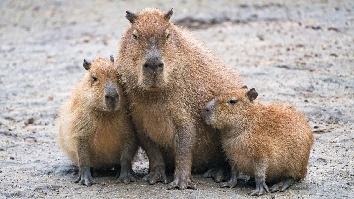 capibaras