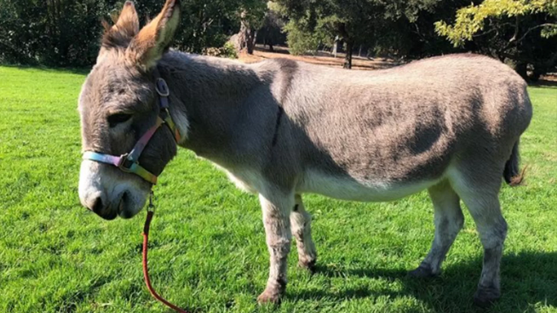 Perry, el animal que inspiró la imagen del icónico personaje de Shrek | @bpdonkeys | Instagram