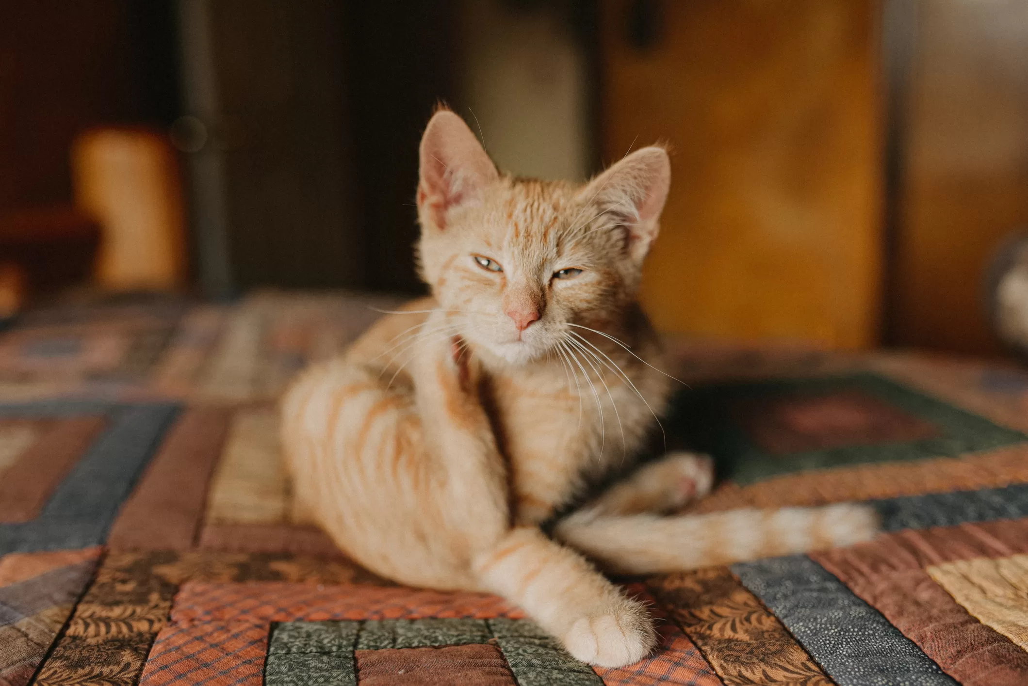 Las garrapatas son una amenaza que se presenta más frecuentemente en perros que en gatos | Getty Images